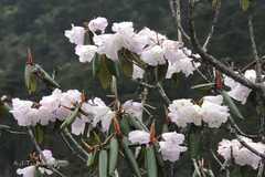 Rhododendron campanulatum